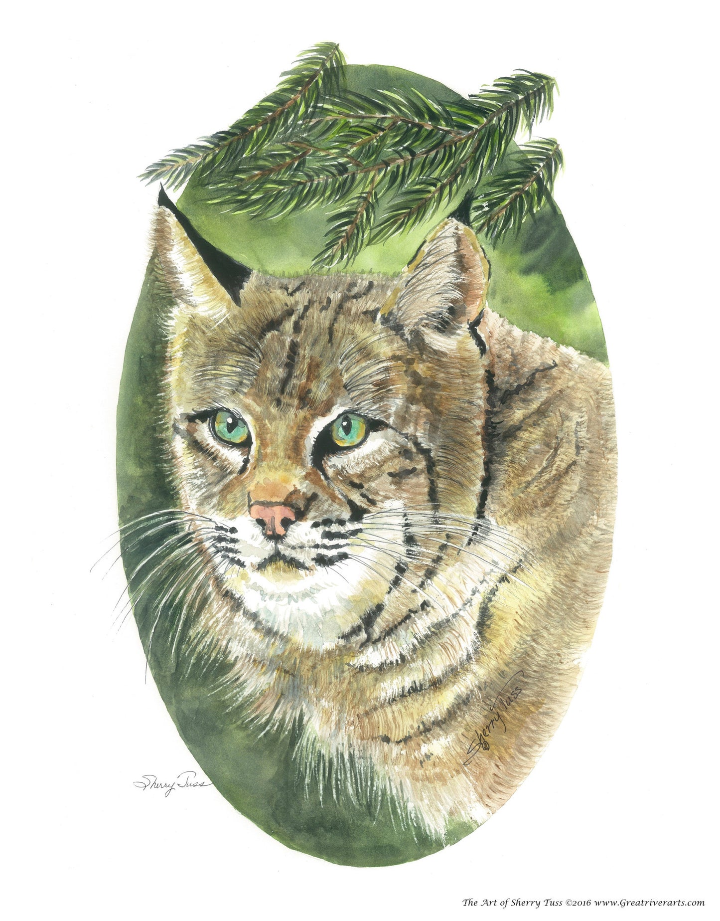 The Art of Sherry Tuss: Bobcat