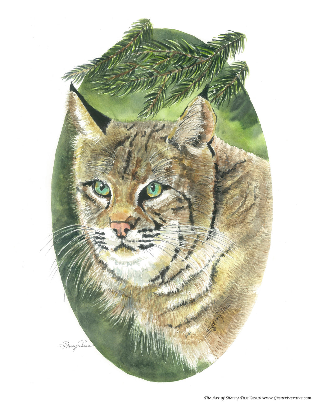 The Art of Sherry Tuss: Bobcat